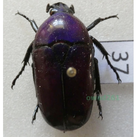 Chlorocala africana oertzeni Kolbe, 1895 ex. ovo Tanzania37